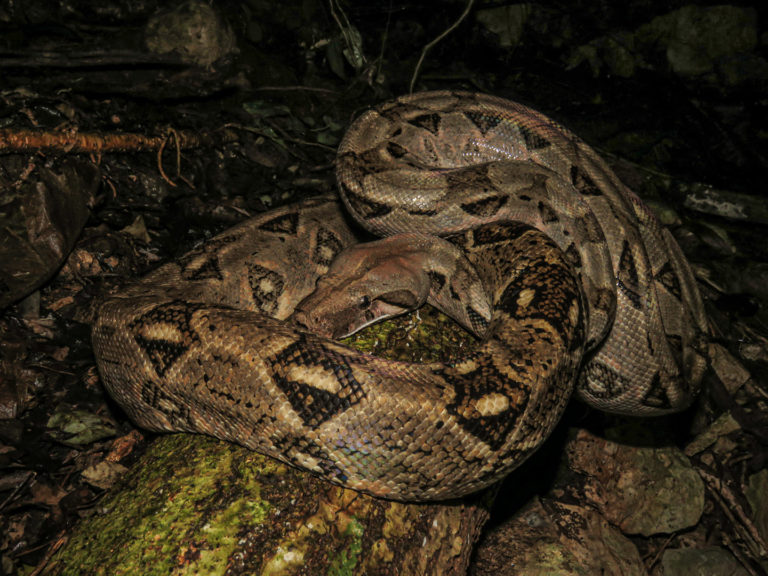 Piden no matar boas en zonas urbanas de la península de Yucatán; son inofensivas