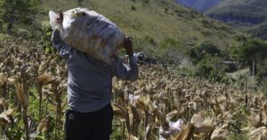 Glifosato prohibido en México 2