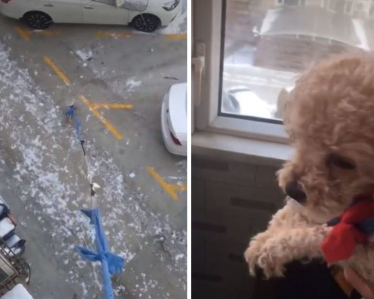 Perrito desde el tercer piso