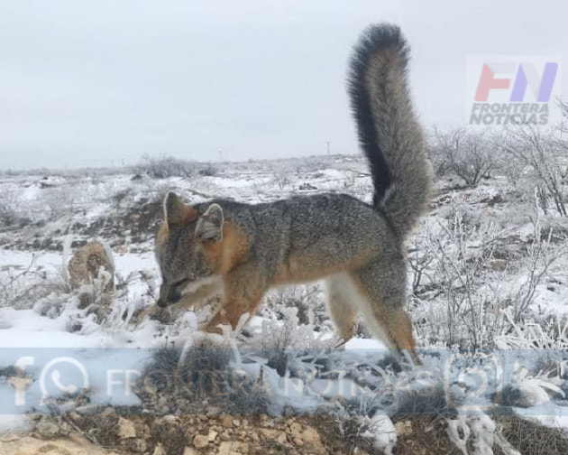 Zorro se congela pie con ola de frío en Texas