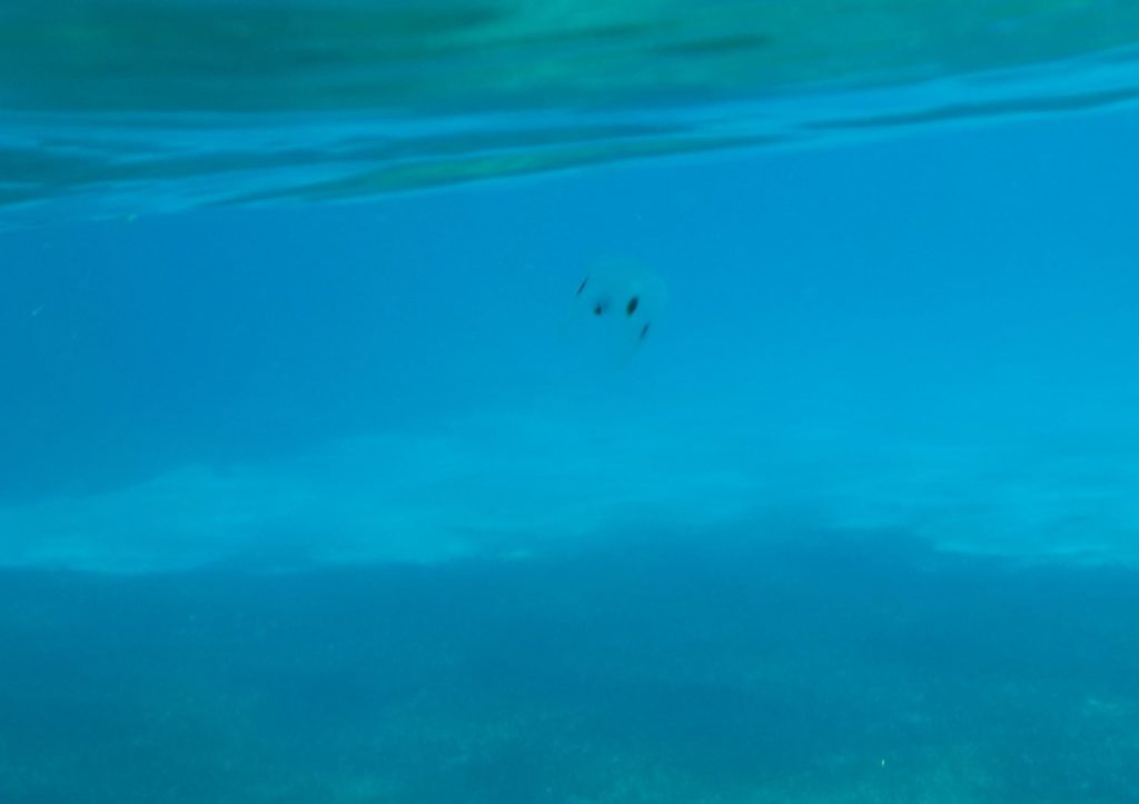 Esta especie no es nociva para los humanos, pero causa estragos en el ecosistema local.Por ejmplo, en el mar Adriático, todavía no tienen depredadores, por eso se reproducen rápidamente y agotan los suministros de plancton, los huevos y larvas de peces como las anchoas.