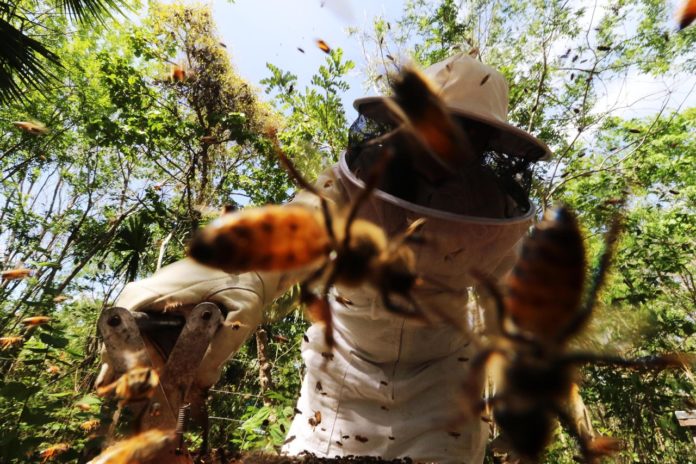 Adulto mayor muere al ser picado por abejas en Bacalar