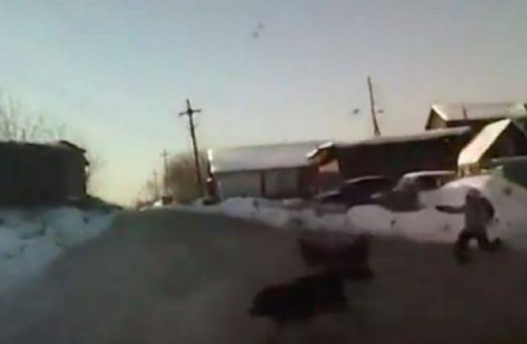 VIDEO: Arrolla a una jauría de perros para salvar a una niña 