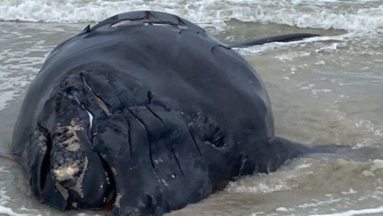 Encuentra cadáver de una cría de ballena en peligro de extinción