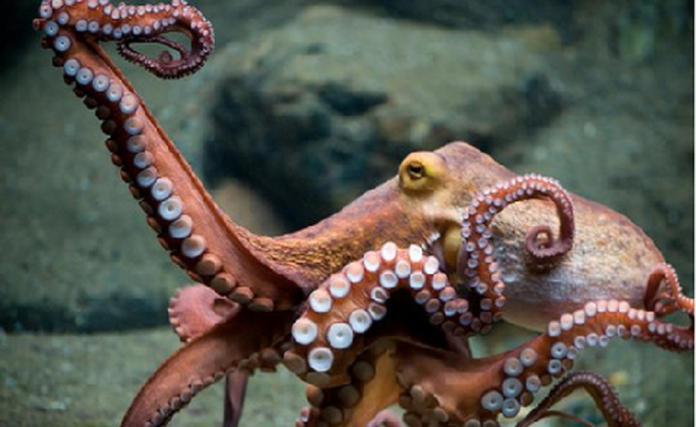 Foto F.DíazSAGARPAConacytPrensa