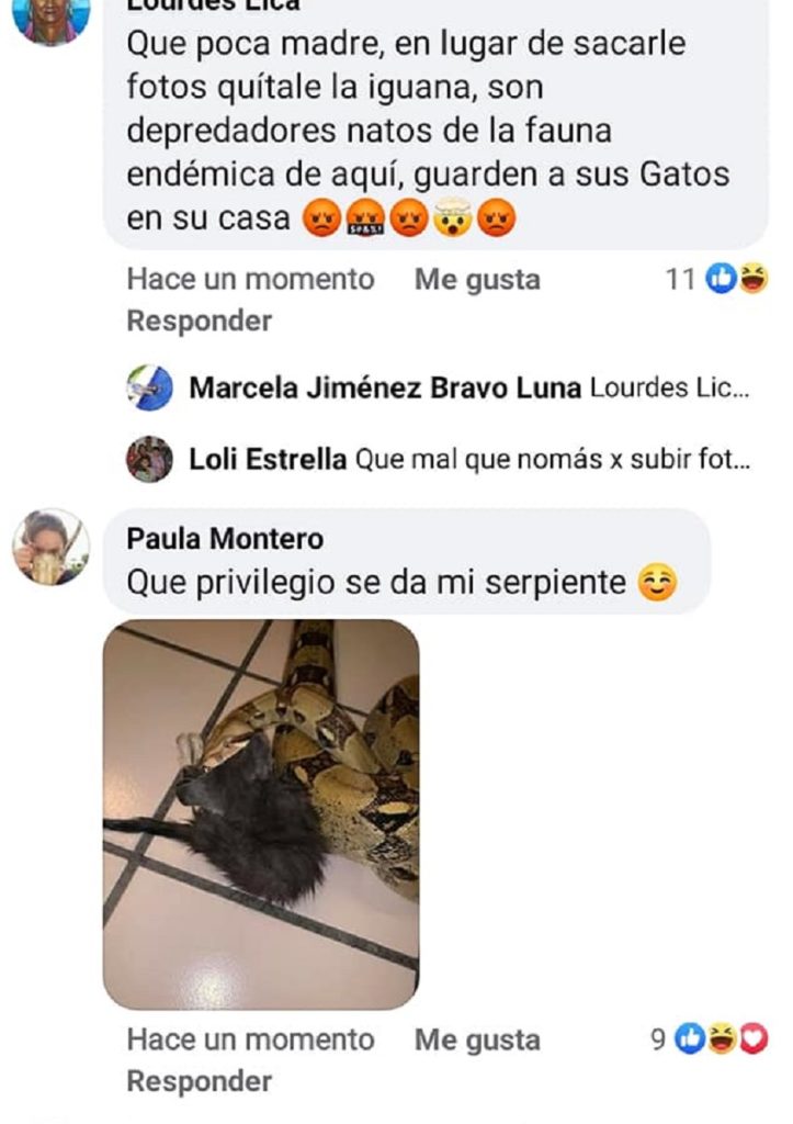La cibernauta publicó en el grupo de Facebook Mascotas Playenses unas fotos compartidas por medio del perfil de Paula Montero, quien presume, dio de comer un gato a su serpiente. Esto lo hizo por medio de un comentario a un post sobre un gato que traía en el hocico un anfibio. 
