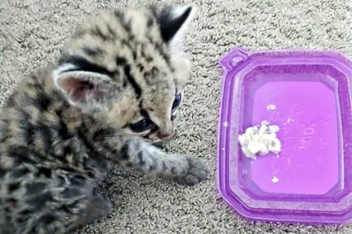 ‘Pierde’ Profepa 970 animales confiscados