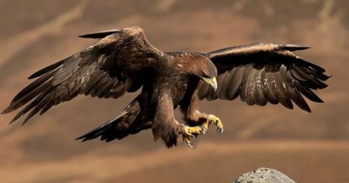 Águila real, el Sol de los pueblos originarios mexicanos.