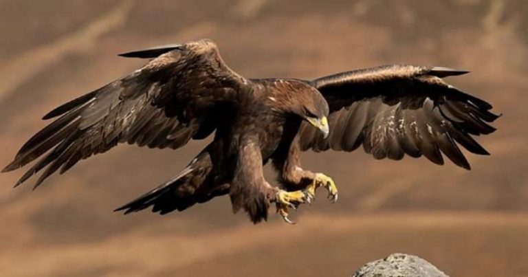 Águila real, el Sol de los pueblos originarios mexicanos.