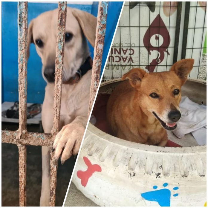 ¿Viajas el 14 de febrero de Cancún a Calgary? Ayuda a estos perritos a llegar a casa