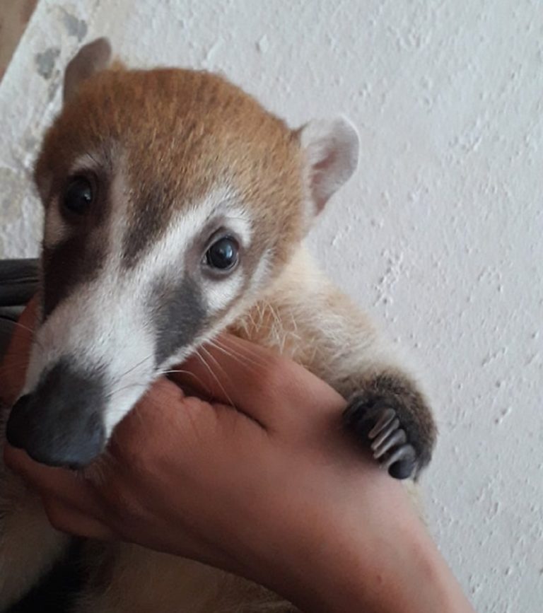 Ciudadanos adoptan fauna silvestre y abandonan a su suerte a los animales