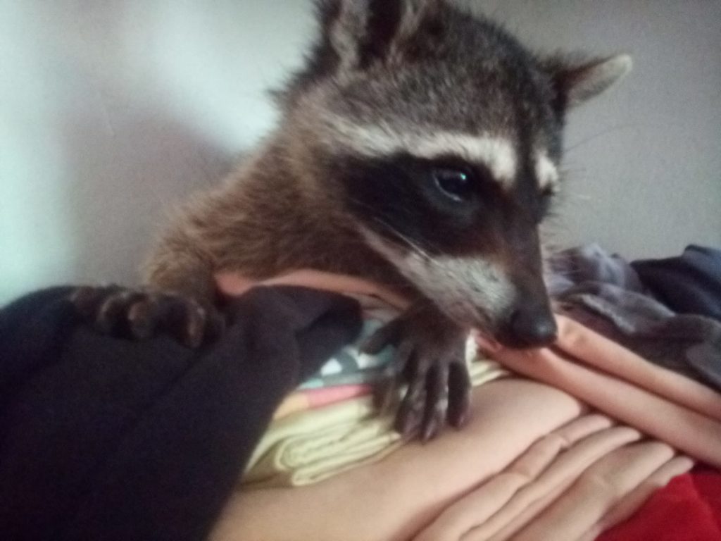 Como ese hay más casos, como el de este mapache cuya madre murió. Fue arropado por una ciudadana de Tulum que creyó que al criarlo le hacía un bien.