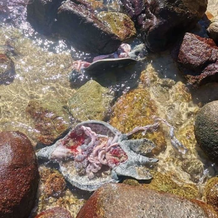 Redes ilegales provocan masacre de tortugas negras en Baja California