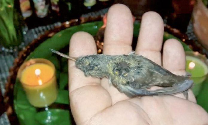 No todo es amor el 14 de febrero: masacran colibríes para hacer amuletos y 