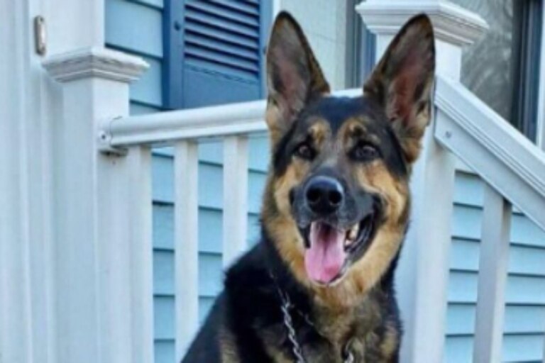 Esta heroica perra salvó a su humano de algo terrible