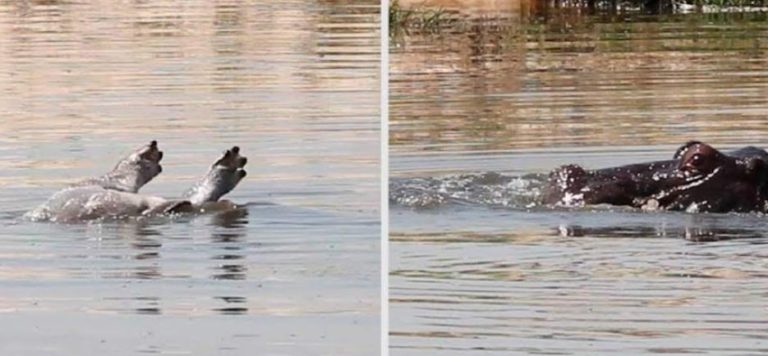 Madre hipopótamo llora muerte de su cría