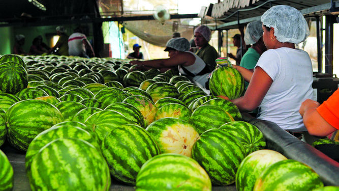 Campesinos solicitan reactivar el programa “Peso por Peso” para salvar 2021