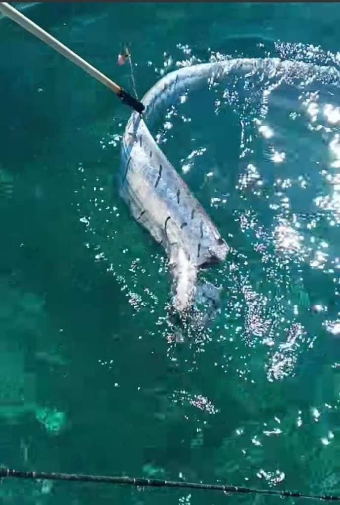 Un pez remo que fue mordido al parecer en las profundidades y no tenía cabeza, fue hallado en inmediaciones de isla de Cozumel; por tanto, pescadores advierten "mal presagio", como dicta la superstición popular sobre este tipo de animal.