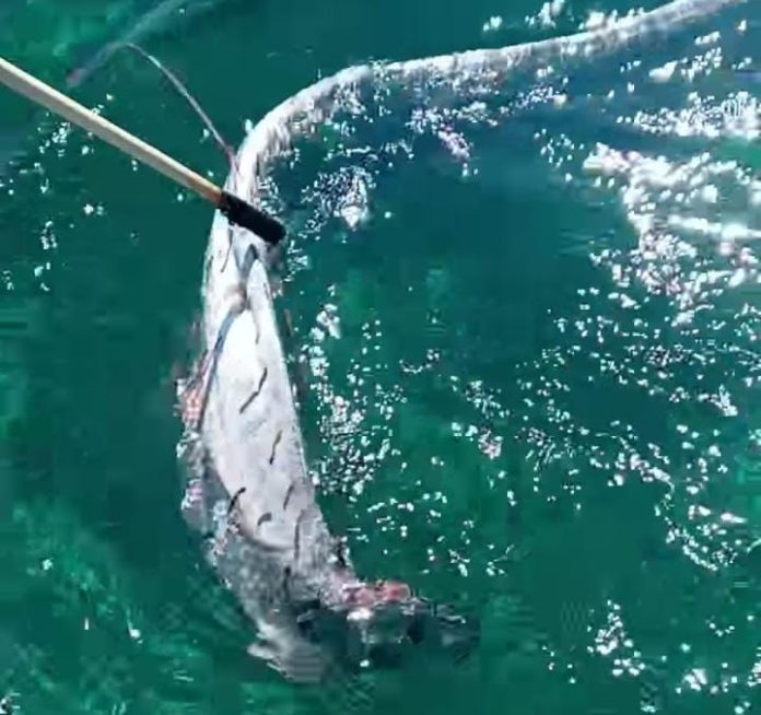 Hallan pez remo sin cabeza en Cozumel; pescadores advierten 