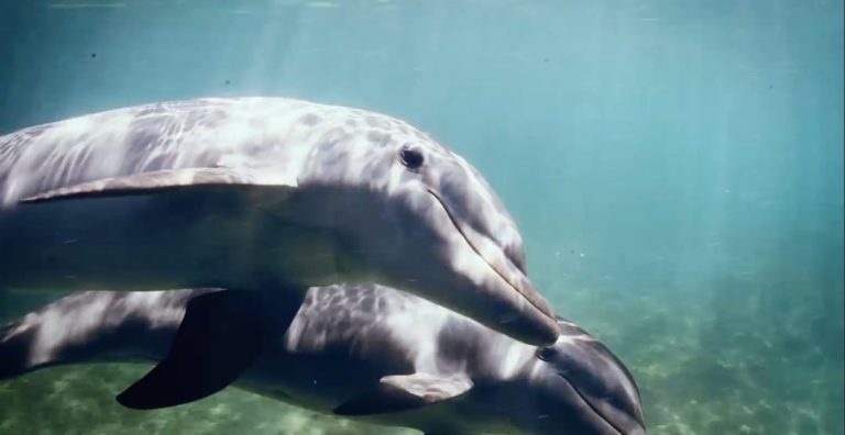 Delfinarios se defienden con campaña de animalistas en contra de explotación