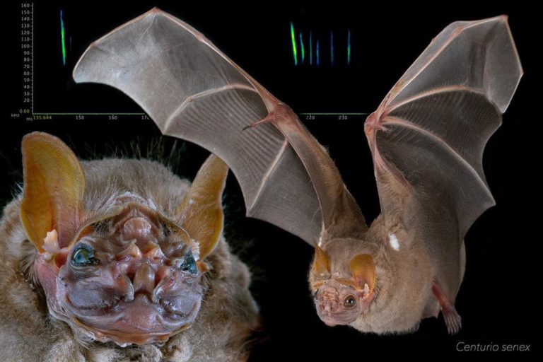 Conoce al ‘Centurio senex’ un habitante muy particular de Quintana Roo