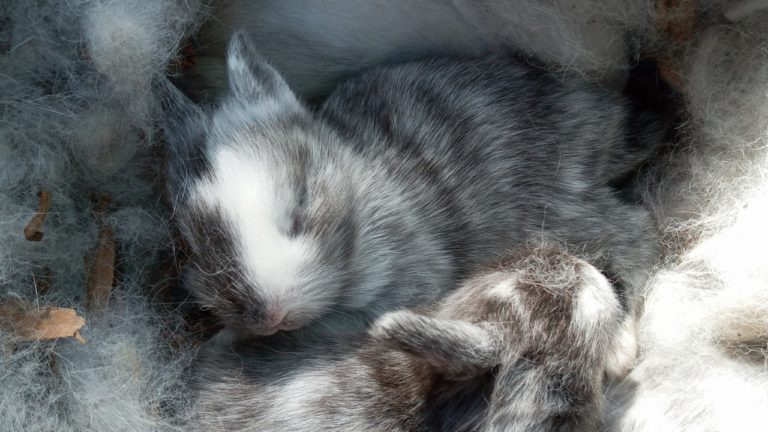 Criador de conejos en Lázaro Cárdenas expande su mercado pese a pandemia