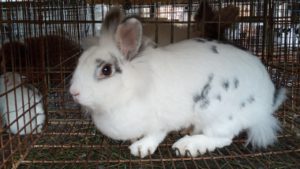 criador de conejos 1