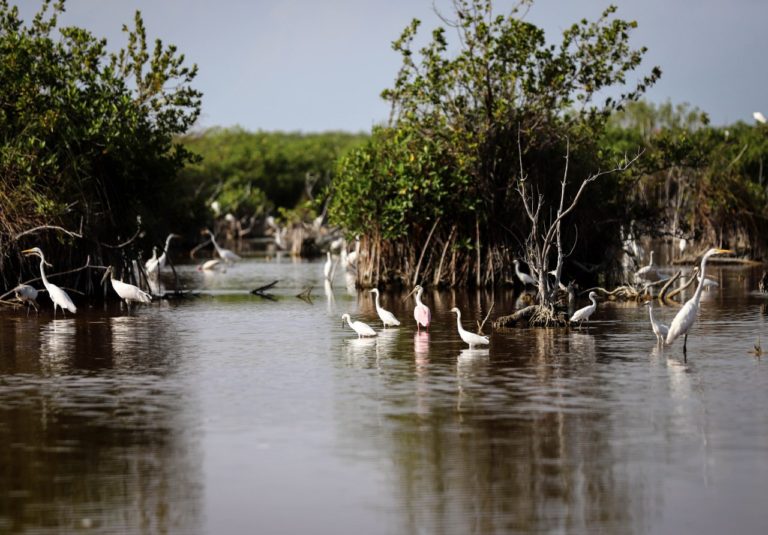 humedales puerto morelos 2