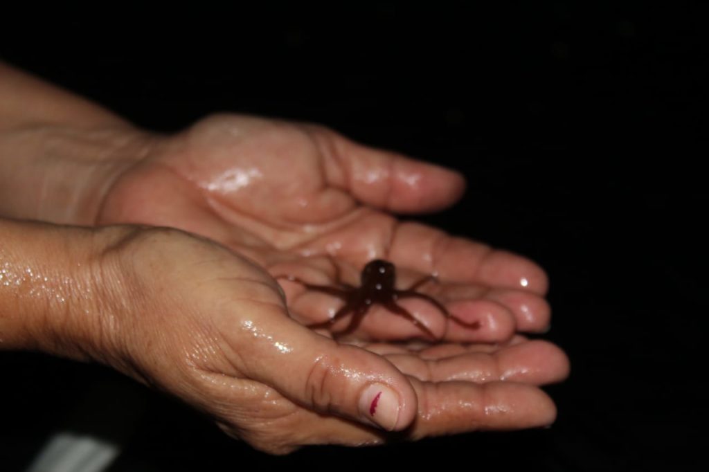 El pulpo maya de Yucatán es reconocido por la calidad de su carne, pero también por ser una especie ideal para la pesca: su gestación es de tan solo tres meses y las madres cuidan los huevos desde su fecundación hasta el nacimiento.