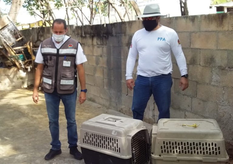 Este supuesto “refugio” tenía a 27 perros en condición de hacinamiento