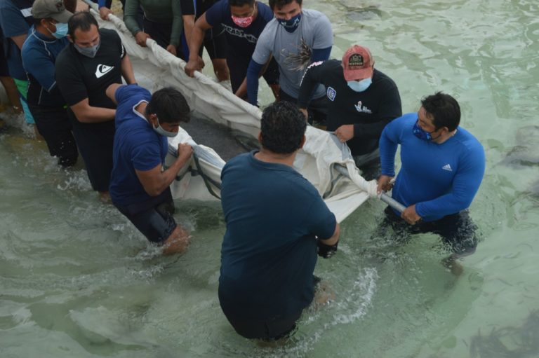 Regresan al mar a Manatí que atendieron especialistas en Isla Mujeres