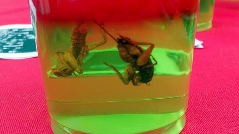 Postres con insectos, la nueva tendencia para incentivar su consumo en el mundo