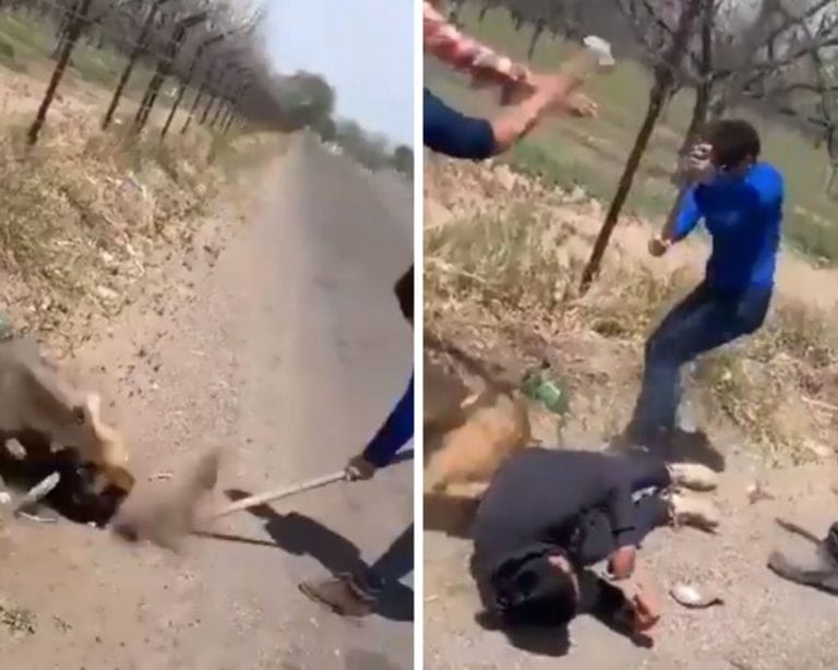 Video: Mujer le fractura el cráneo a joven y golpea a un perro, la llaman ‘Lady Azadón’