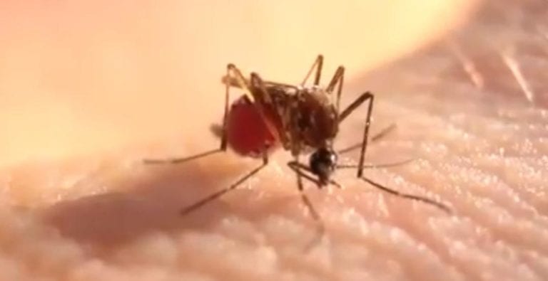 Estas imágenes te sorprenderán; se trata de un mosco que chupa tanta sangre humana que finalmente termina por reventar