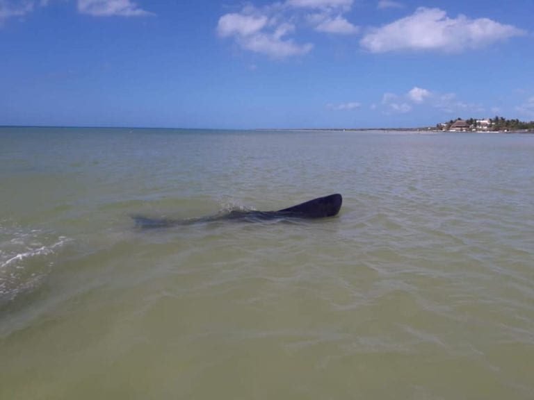 Refugio Animal Holbox,
