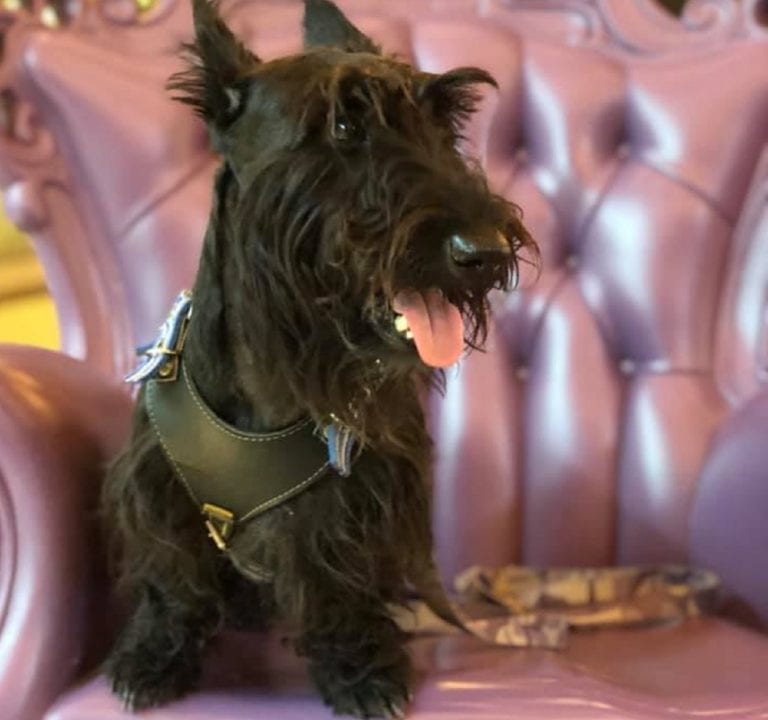 Perrito se “pierde” en Playa del Carmen y dueña descubre que lo venden en 300 pesos