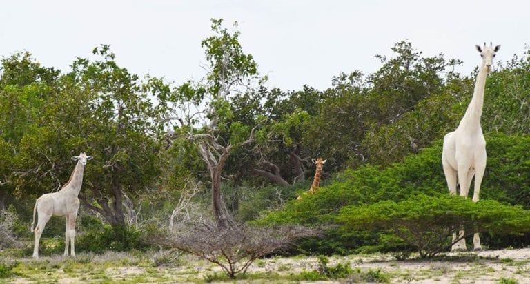 Asesinan a la última jirafa blanca del mundo, critican a cazadores furtivos