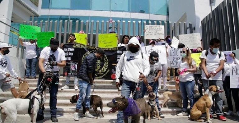 Joven fue asesinada porque al parecer rescataba perros usados para peleas clandestinas