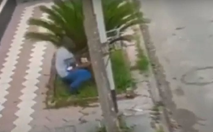 ¡De película! Ladrón intenta esconderse entre una palmera para evadir a la policía