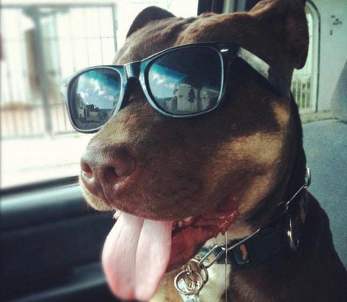 Muere el Chino Pimentel, pitbull rescatado y embajador del santuario Tierra de Animales