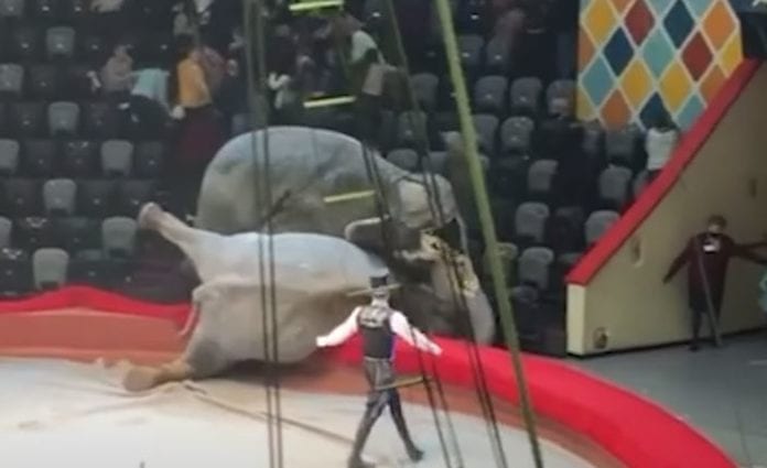Video: Elefantes se pelean en función repleta de gente, público sale huyendo