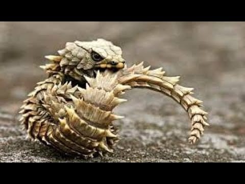 Lo más curioso es que cuando el lagarto armadillo se siente amenazado, se enrolla sujetándose de la cola y levanta sus escamas para resguardarse y amenazar a sus depredadores.