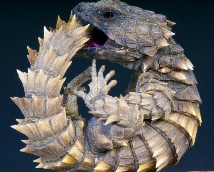 ¡Parece un Quetzalcóatl bebé! Así es el lagarto armadillo