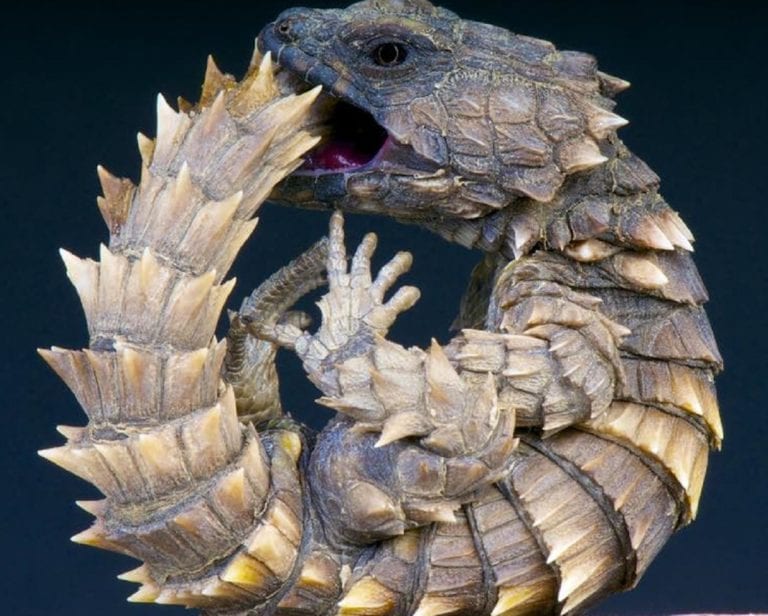 ¡Parece un Quetzalcóatl bebé! Así es el lagarto armadillo