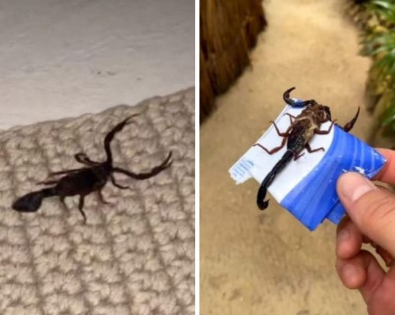 Poncho de Nigris pasa incómodo momento en su estadía por Tulum, lo visita un alacrán