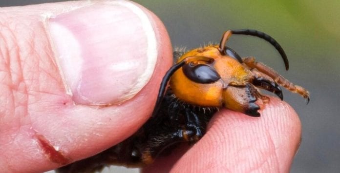 En Norteamérica se preparan para la llegada de los avispones asiáticos asesinos, una especie invasora peligrosa para la abejas y los humanos