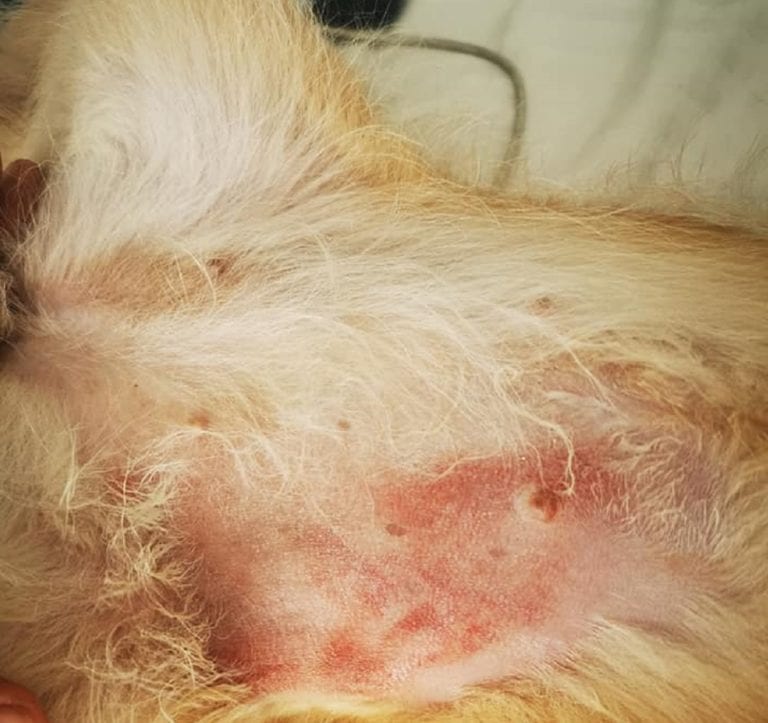 Roomie abusaba de perrita mientras su dueña no estaba en casa