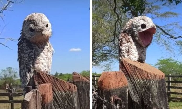 Extraño pájaro es captado por una mujer mientras caminaba por un bosque