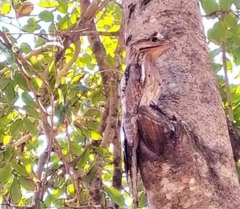 Inquieta a tabasqueños avistamiento de pájaro "fantasma"