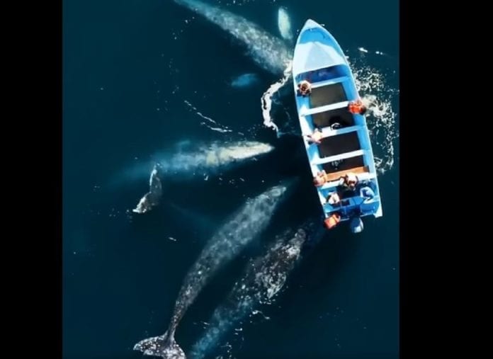 VIDEO: Espectacular avistamiento de ballenas grises en la Laguna de San Ignacio